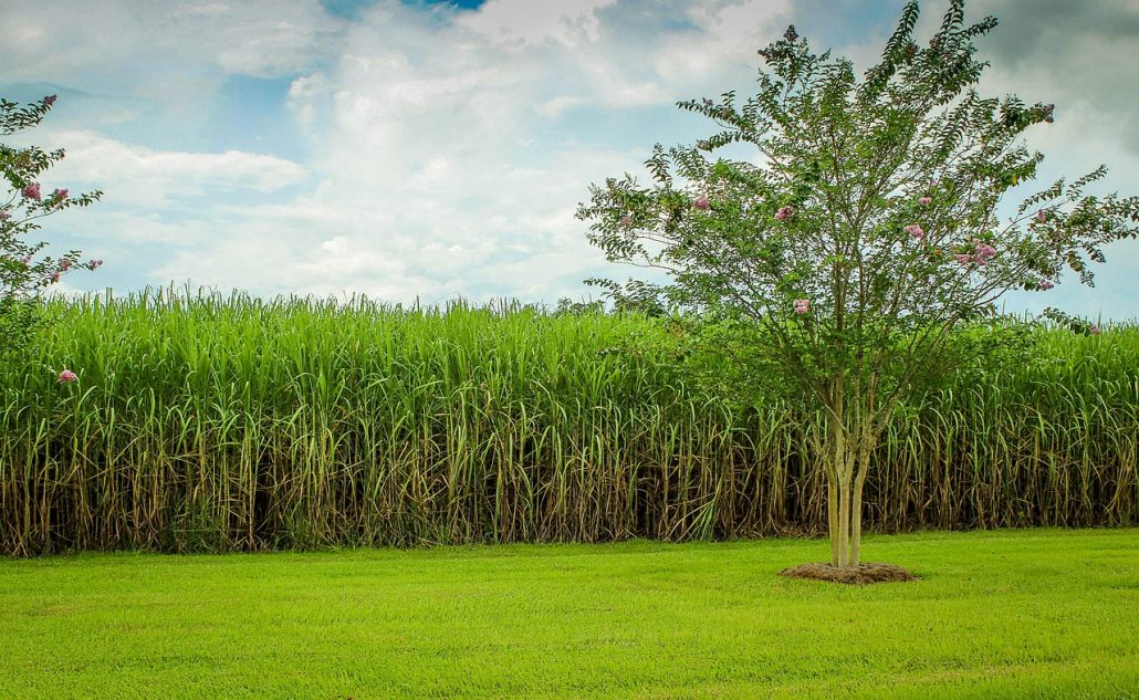 What exactly is Bagasse?