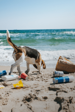 beach trash